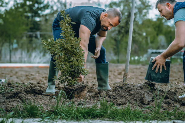 Best Tree Trimming and Pruning  in Orange City, IA