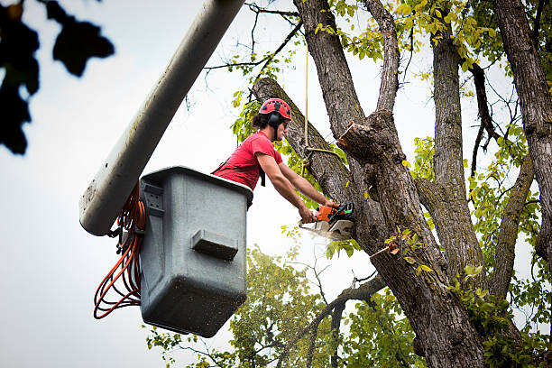 Leaf Removal in Orange City, IA