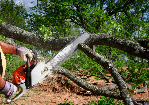 Best Tree Cabling and Bracing  in Orange City, IA